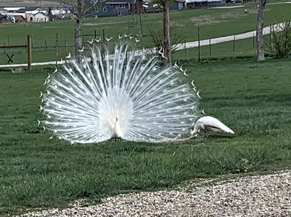 Gothberg Ranch White Peacock