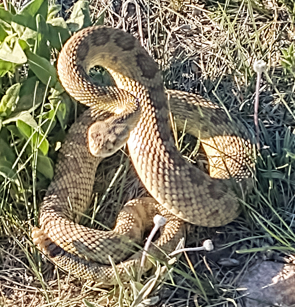 Gotherberg Rattlesnake